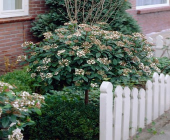 Schneeball auf Stamm (Viburnum tinus 'Eve Price')