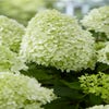 Federhortensie (Hydrangea paniculata 'Little Spooky')