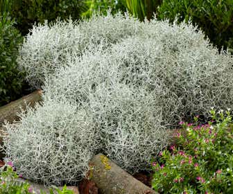 Silberstrauch (Leucophyta brownii)