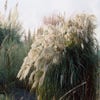 Pracht-Schilf (Miscanthus sinensis 'Purpurascens')