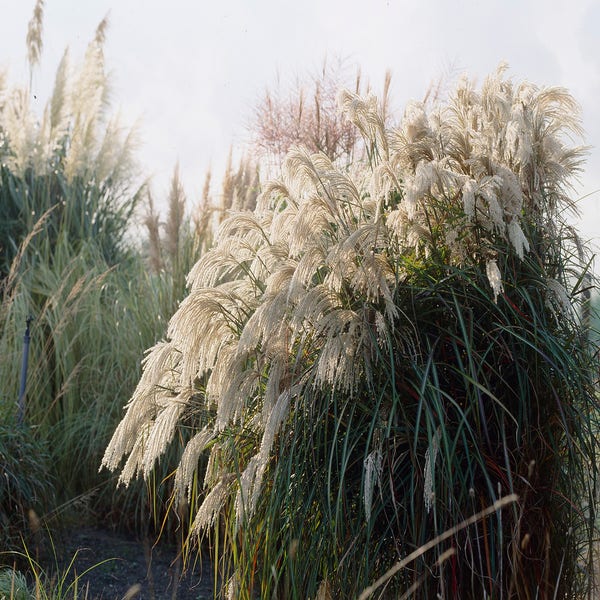 Pracht-Schilf (Miscanthus sinensis 'Purpurascens')