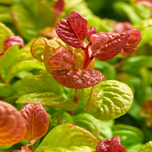 Traubenheide (Leucothoe axillaris 'Curly Gold')