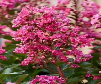 Lagerstroemia als Halbstamm (Lagerstroemia indica 'Berry Dazzle')