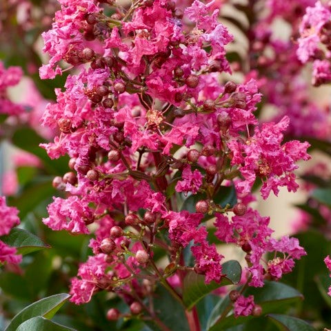 Lagerstroemia als Halbstamm (Lagerstroemia indica 'Berry Dazzle')