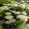 Hortensia (Hydrangea 'BellaRagazza Limetta')