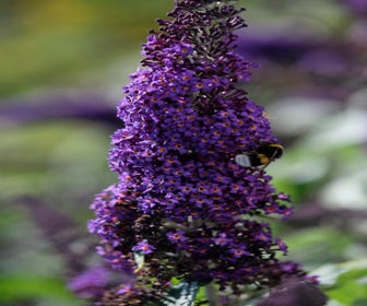 Schmetterlingsflieder (Buddleja 'Rocketstar Indigo')