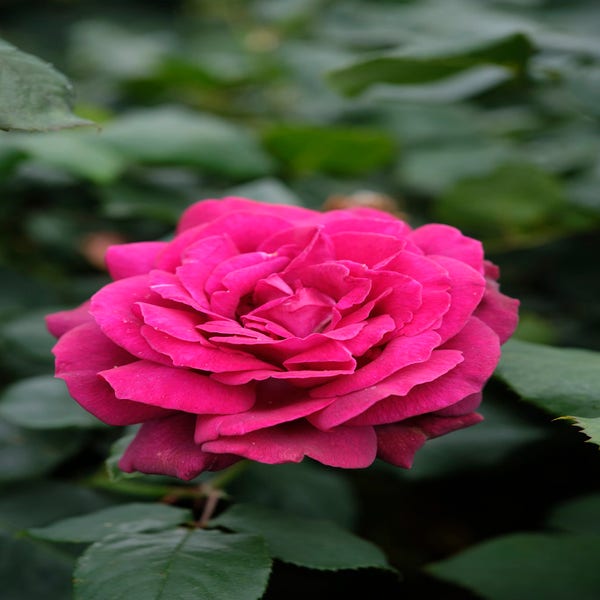 Großblumige Rose (Rosa 'Gräfin Diana')