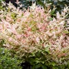 Himmlischer Bambus (Nandina domestica 'Twilight')