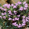 Buschrhododendron (Rhododendron ponticum 'Variegatum')