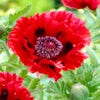 Mohn (Papaver orientale 'Brilliant')