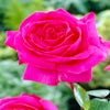 Rose Felroze (Rosa 'Criterion')