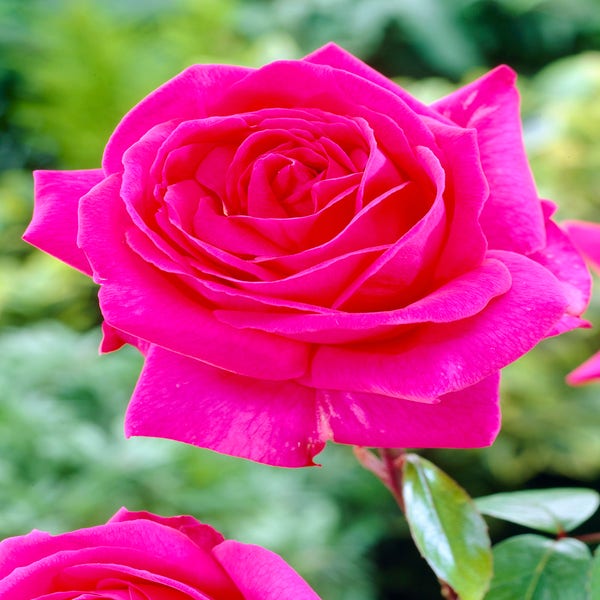 Rose Felroze (Rosa 'Criterion')