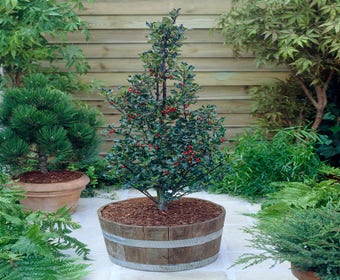 Blaue Stechpalme (Ilex meserveae 'Blue Angel')