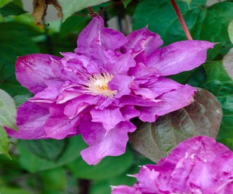 Waldrebe (Clematis 'Vyvyan Pennell')