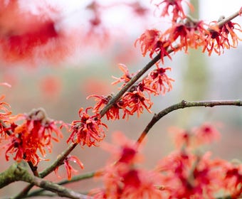Zaubernuss (Hamamelis intermedia 'Diane')