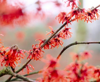 Zaubernuss (Hamamelis intermedia 'Diane')