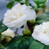 Camelia (Camellia japonica 'Alba Plena')