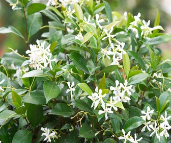 Toskanische Jasmin (Trachelospermum jasminoides)