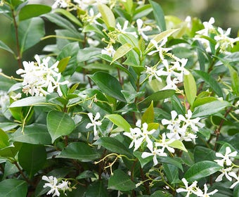 Toskanische Jasmin (Trachelospermum jasminoides)