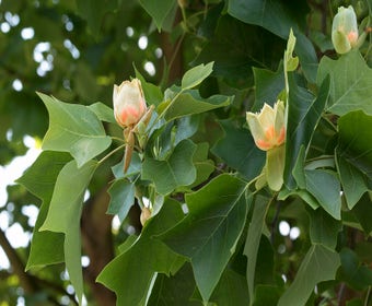 Große Tulpenbaum (Liriodendron tulipifera)