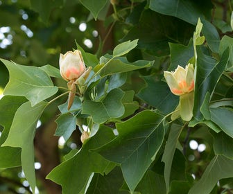 Große Tulpenbaum (Liriodendron tulipifera)