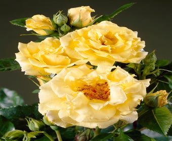 Strauchrose (Rosa 'Lichtkönigin Lucia' ®)