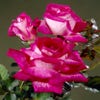 Großblumige Rose (Rosa 'Rose Gaujard')