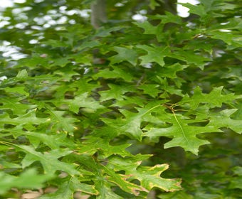 Sumpf-Eiche, Waldgrün (Quercus palustris)