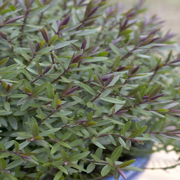 Hebe (Hebe 'Champagne')