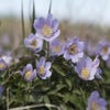 Anemonen (Anemone nemorosa 'Robinsoniana')