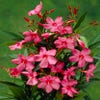 Schmalblättrige Oleander (Nerium oleander 'Papa Gambetta')