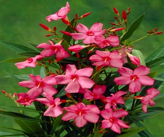 Schmalblättrige Oleander (Nerium oleander 'Papa Gambetta')
