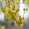 Zaubernuss (Hamamelis intermedia 'Westerstede')