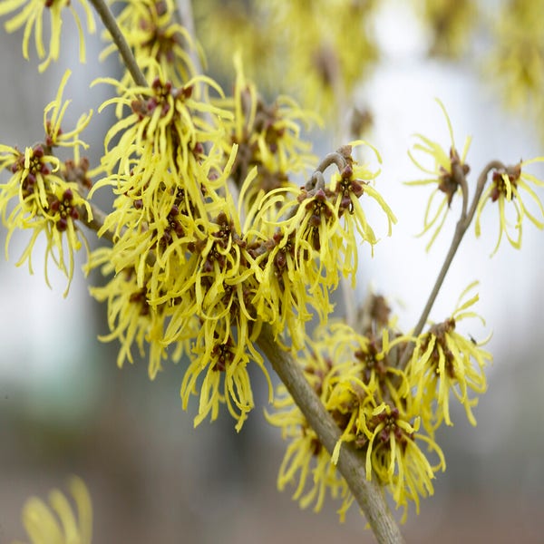 Zaubernuss (Hamamelis intermedia 'Westerstede')