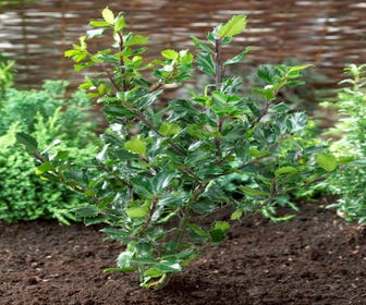 Blaue Stechpalme (Ilex meserveae 'Blue Princess')