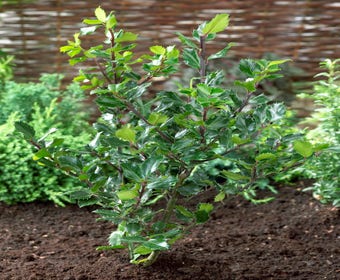 Blaue Stechpalme (Ilex meserveae 'Blue Princess')