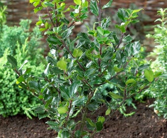Blaue Stechpalme (Ilex meserveae 'Blue Princess')
