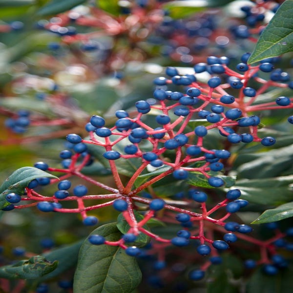 Schneeball (Viburnum globosum 'Jermyn's Globe')