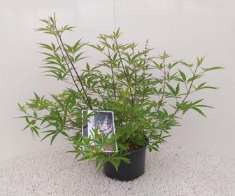 Mönchspfeffer (Vitex agnus castus 'Albus')