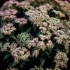 Immergrüne Schneeball (Viburnum tinus)