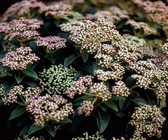 Immergrüne Schneeball (Viburnum tinus)