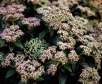 Immergrüne Schneeball (Viburnum tinus)