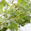 Muskattraube (Vitis vinifera ‘Moscato Bianco’)