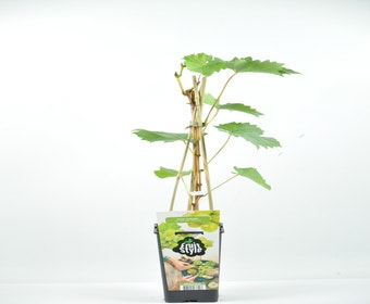 Weiße Traube (Vitis 'Aurore')