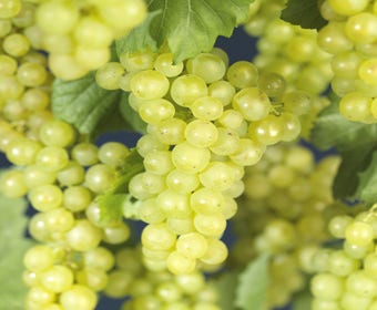 Weiße Traube (Vitis 'Bianca')