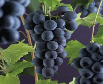Traube (Vitis 'Boskoop Glory')