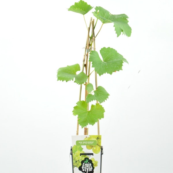 witte druif (Vitis ‘White Muscat) 40/50cm