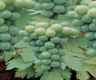 Weißer Traube (Vitis 'Riesling')