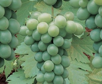Weißer Traube (Vitis 'Riesling')