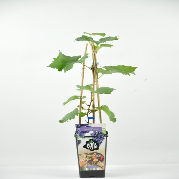 blauwe druif (Vitis ‘Triomph d’Alsacer’) 40/50cm